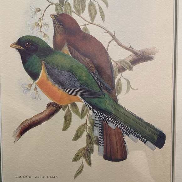 Framed Trogon Bird Art Print - Picture 3 of 16